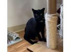 Adopt Cole a Domestic Short Hair