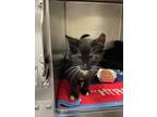 Adopt Maverick a Domestic Short Hair