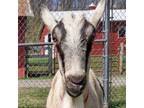 Adopt Cisco a Goat