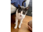 Adopt Kobe a Domestic Short Hair