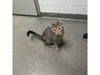 Adopt Mason a Domestic Short Hair