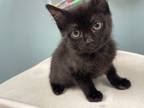 Adopt Viceroy a Domestic Short Hair