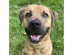 Adopt Dylan a Rhodesian Ridgeback