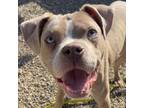 Adopt Daylight a Pit Bull Terrier