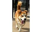 Adopt Comet a Corgi