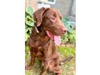 Adopt Benson a Labrador Retriever