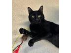 Adopt Louie a Domestic Short Hair