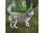 Adopt Echo a Siberian Husky
