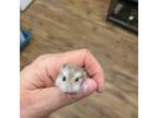 Adopt Mr. Cheese bonded to Mr. Pebbles a Hamster