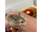 Adopt Mr. Pebbles bonded to Honey Bear a Hamster