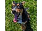 Adopt Max a Bernese Mountain Dog