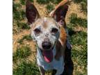 Adopt Howard a Jack Russell Terrier