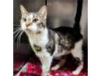 Adopt Owl a Domestic Short Hair