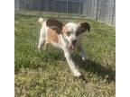 Adopt Lucky a Beagle, Mixed Breed