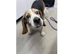 Adopt Briggs a Beagle, Mixed Breed
