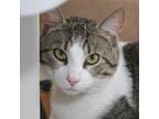 Adopt Misu a Domestic Short Hair