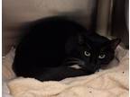 Adopt Mini a Domestic Short Hair