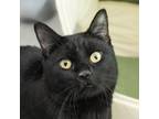 Adopt Kovy a Domestic Short Hair