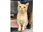 Adopt MANDERLY a Domestic Short Hair