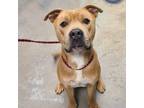 Adopt Duffy a American Staffordshire Terrier