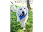 Adopt BIG PAPI a Great Pyrenees