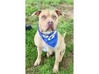 Adopt RUFUS a Pit Bull Terrier, Mixed Breed