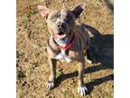 Adopt Ciroq a Mixed Breed