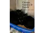 Adopt Cleetus a Domestic Short Hair