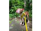 Adopt Andor a Pit Bull Terrier, Mixed Breed