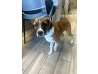 Adopt Dionysus a Terrier, Mixed Breed