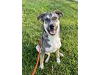 Adopt Rugger a German Shepherd Dog, Mixed Breed