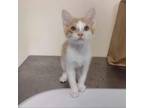 Adopt Pumpkin/ITF a American Shorthair