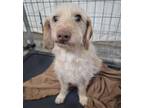Adopt Franky a Terrier, Mixed Breed