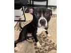 Adopt Dodge a Mixed Breed