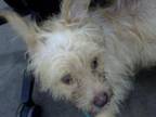 Adopt PINKY a Mixed Breed