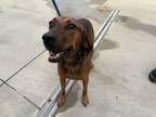 Adopt Red a Bloodhound, Mixed Breed