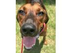 Adopt Red a Bloodhound, Mixed Breed