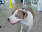 Adopt Miles I am Spider-man a Pit Bull Terrier, Mixed Breed