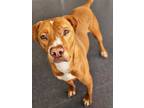 Adopt Corzone a Mixed Breed