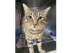 Adopt 55851199 a Domestic Short Hair