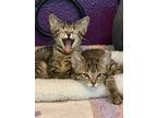 Adopt Cosmo a Domestic Short Hair, American Shorthair