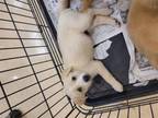 Adopt PUP1 a Labrador Retriever