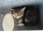 Adopt Ralph Larusso a Domestic Short Hair