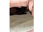 Adopt TELEMUNDO a Domestic Short Hair