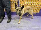 Adopt BAXTER a German Shepherd Dog, Mixed Breed