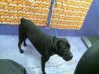 Adopt CLYDE a Labrador Retriever