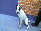 Adopt GANANDORF a Staffordshire Bull Terrier, Mixed Breed