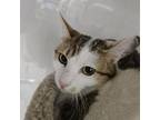 Adopt Sohan "charming" a Domestic Short Hair