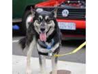 Adopt Falcon a Husky