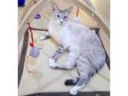 Adopt Ozzie BARN CAT a Siamese